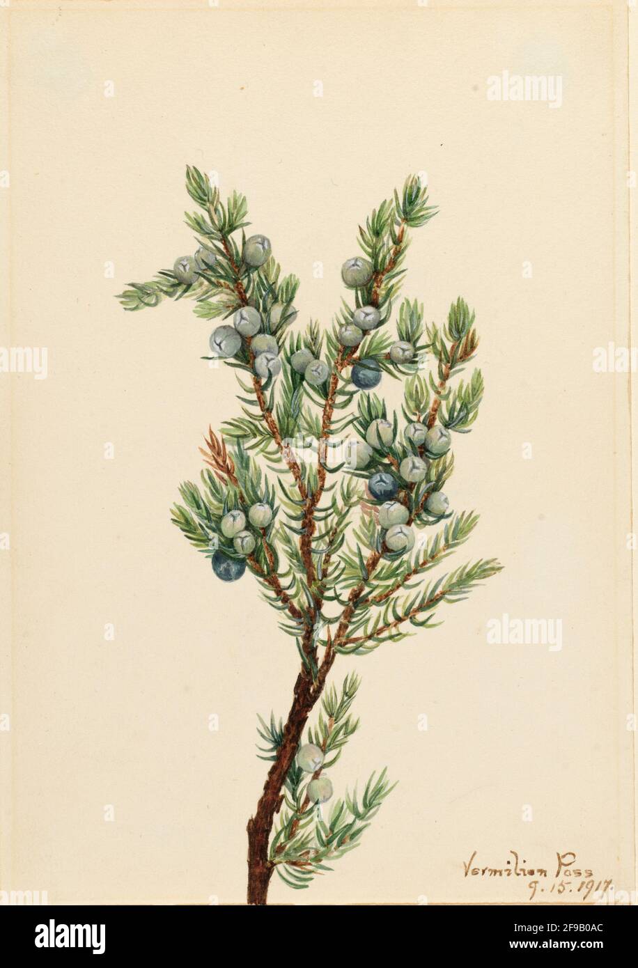 Mountain Juniper (Juniperus sibirica), 1917. Stock Photo