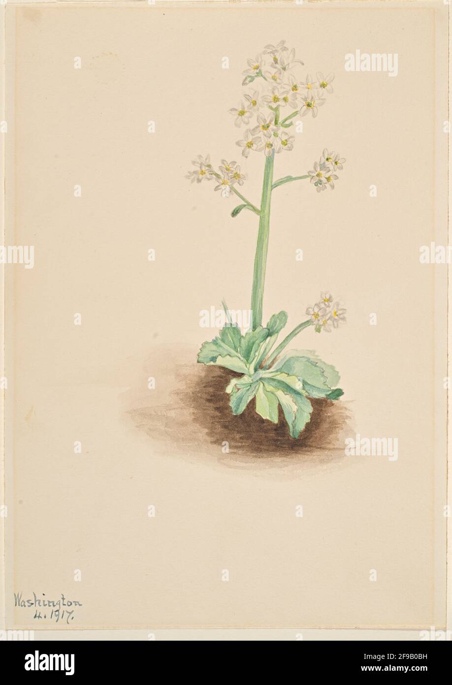 Early Saxifrage (Saxifraga virginiensis), 1917. Stock Photo