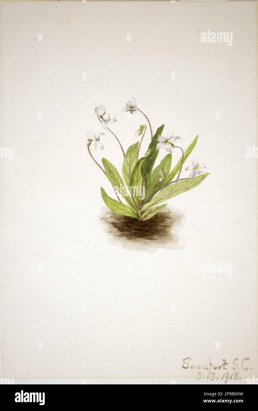 Primrose Violet (Viola primulifolia), 1918. Stock Photo