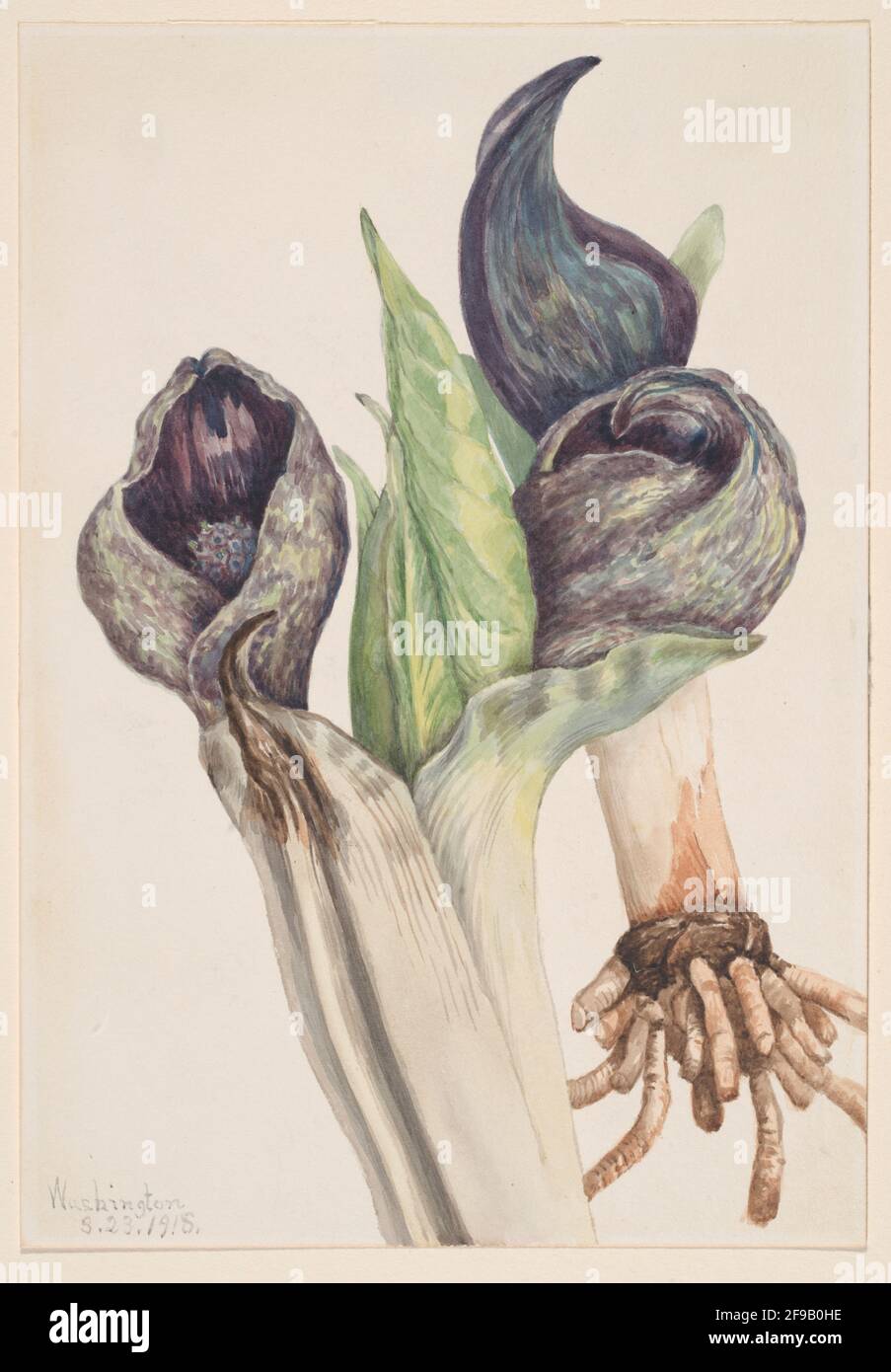 Skunk Cabbage (Spathyema foetida), 1918. Stock Photo