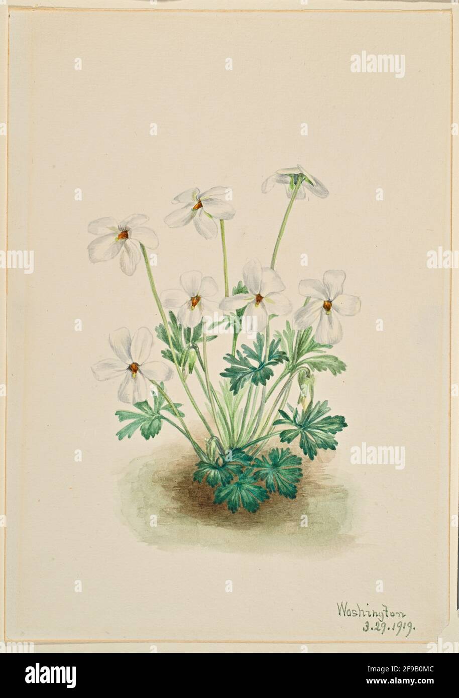 Pansy Violet (Viola pedata), 1919. Stock Photo