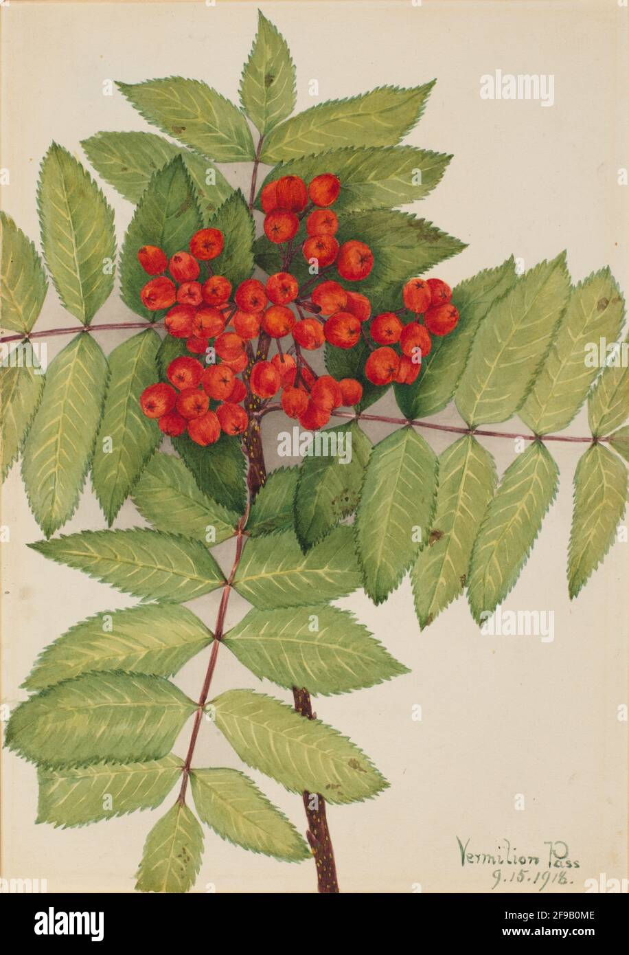 Western Mountain Ash (Sorbus sambucifolia), 1918. Stock Photo