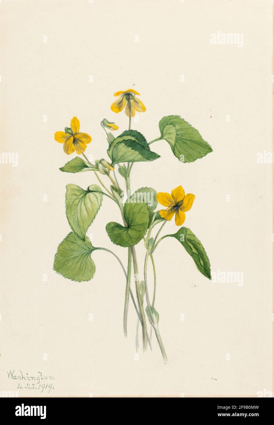 Smooth Yellow Violet (Viola eriocarpa), 1919. Stock Photo