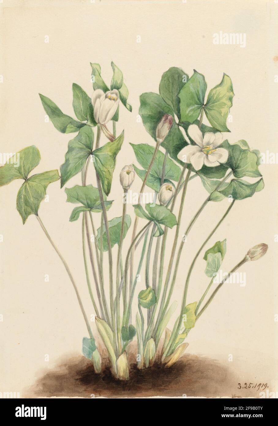 Twinleaf (Jeffersonia diphylla), 1919. Stock Photo