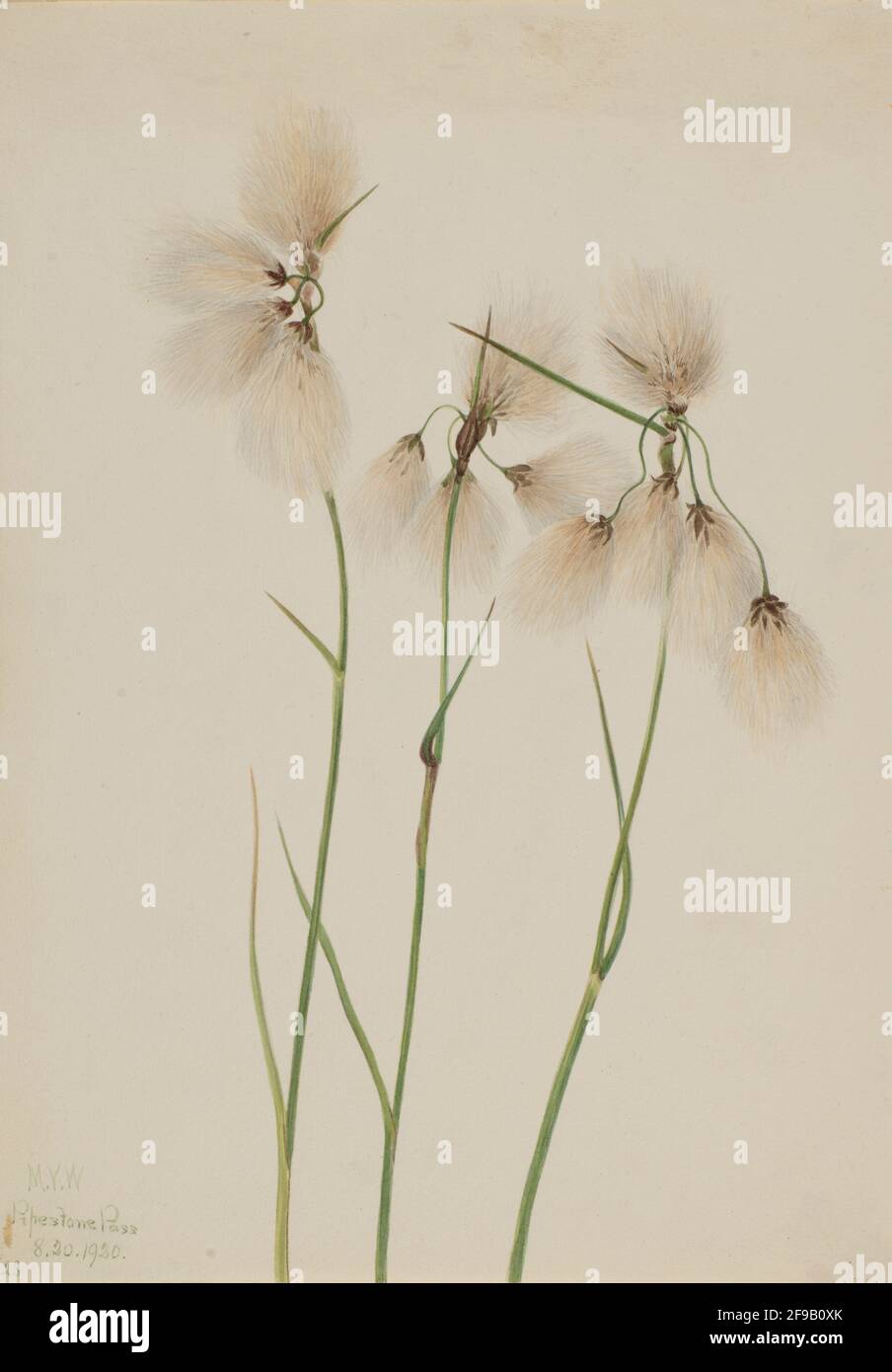 Tassel Cottongrass (Eriophorum angustifolium), 1920 Stock Photo Alamy