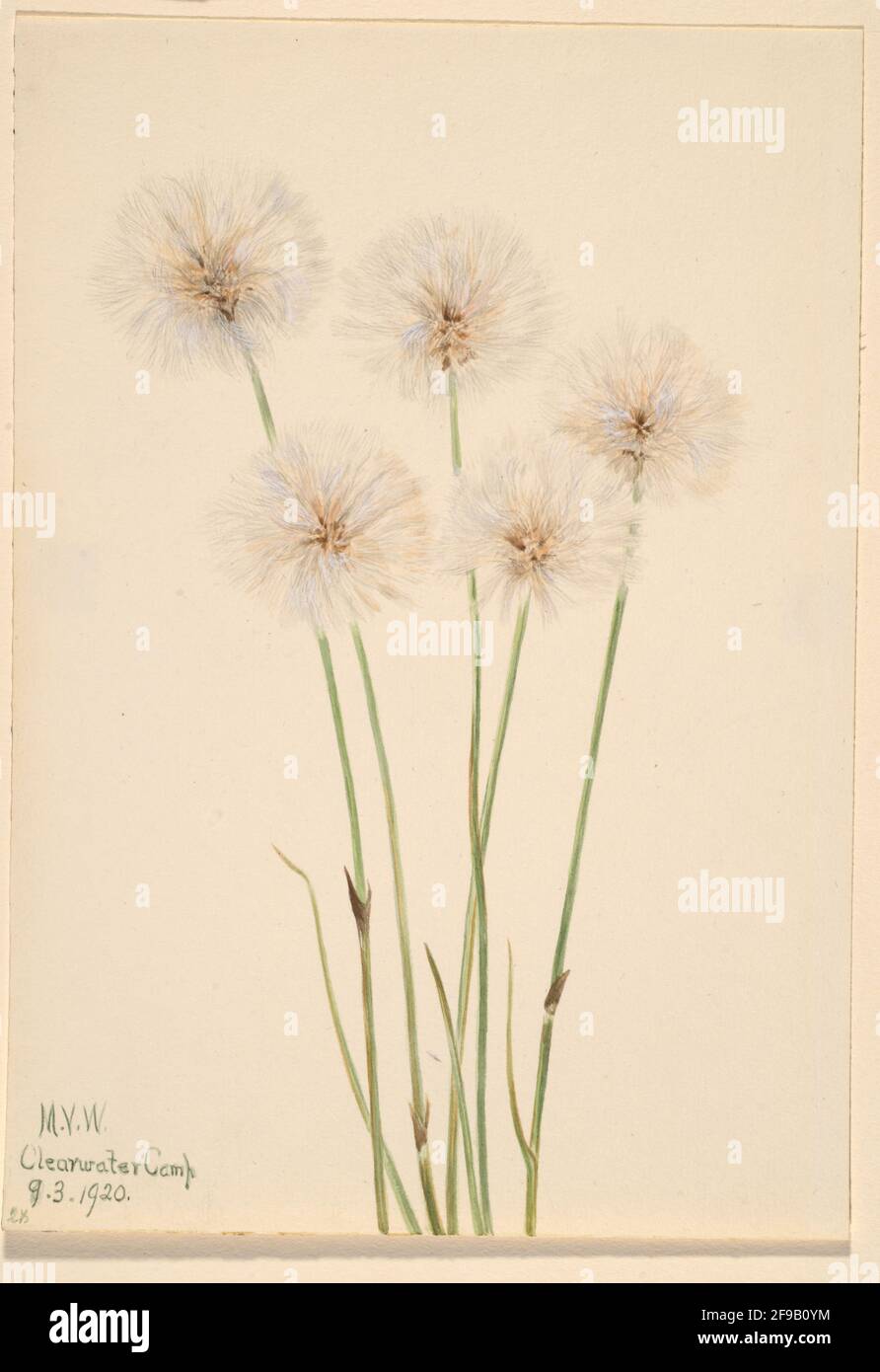Slender Cotton-Grass (Eriophorum chamissonis), 1920. Stock Photo