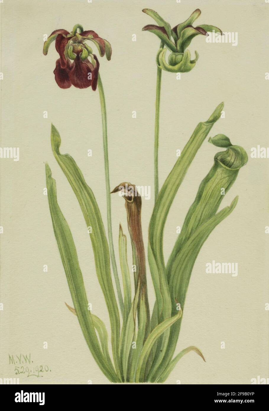 Sweet Pitcherplant (Sarracenia rubra), 1920. Stock Photo