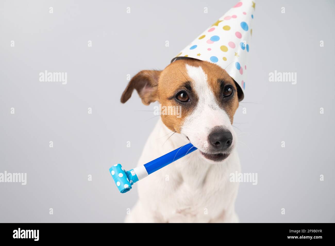 Funny Jack Russell Terrier dog wearing a birthday cap holding a whistle on a white background Stock Photo - Alamy Funny Jack Russell Terrier dog wearing a birthday cap holding a whistle on a white background Stock Photo - Alamy