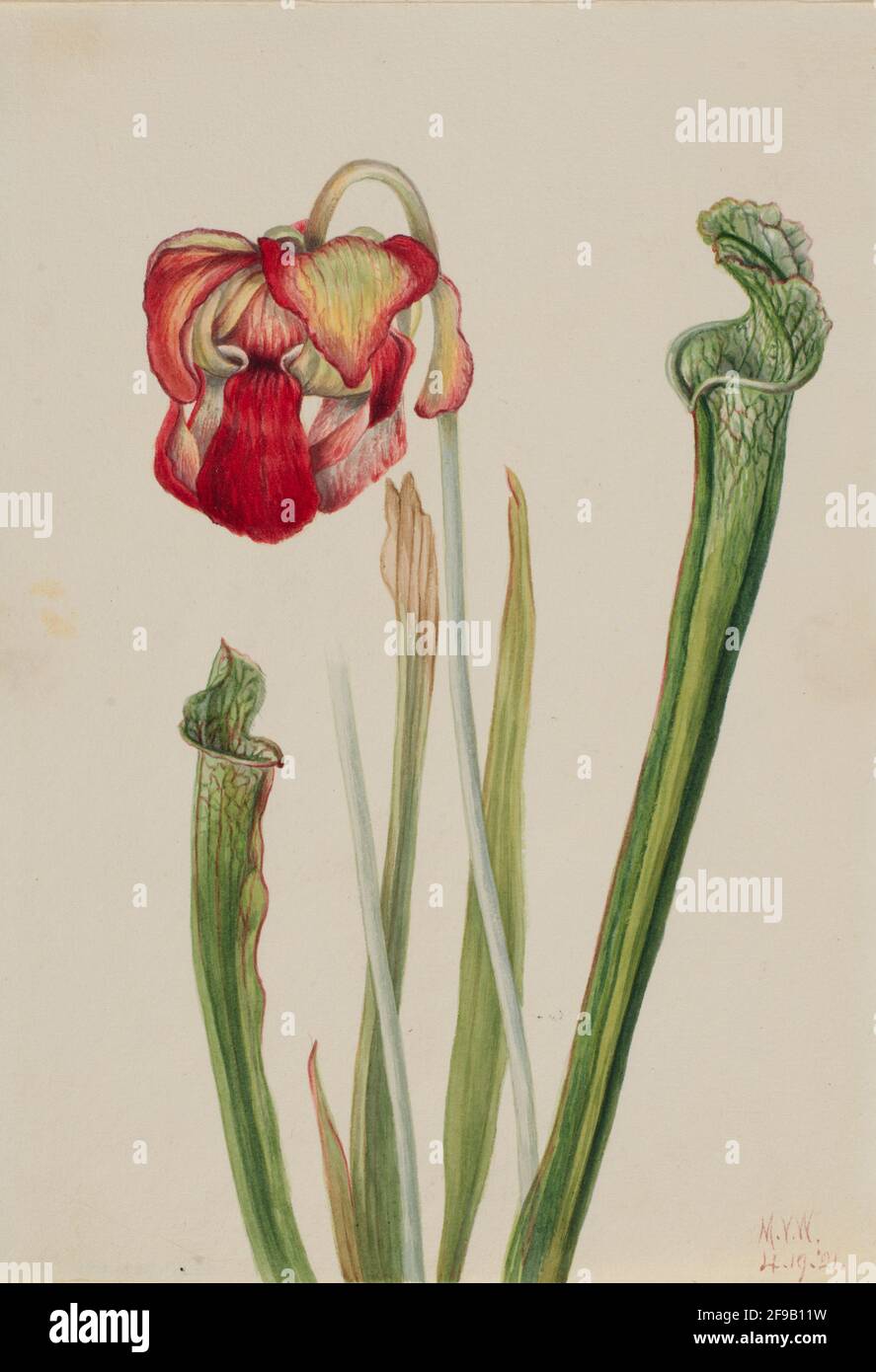Drummond Pitcherplant (Sarracenia drummondii), 1921. Stock Photo