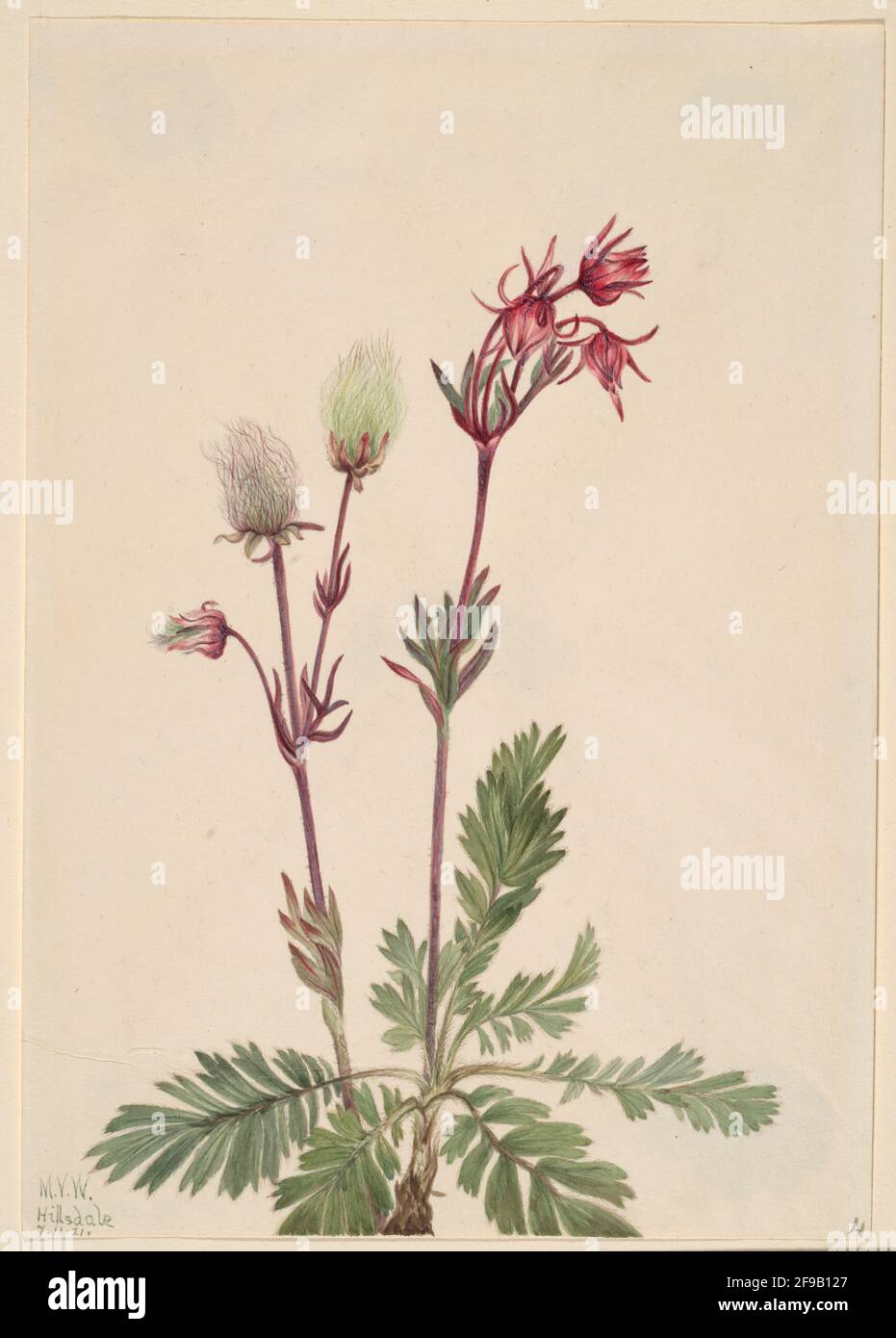 Prairie-Smoke (Sieversia ciliata), 1921. Stock Photo