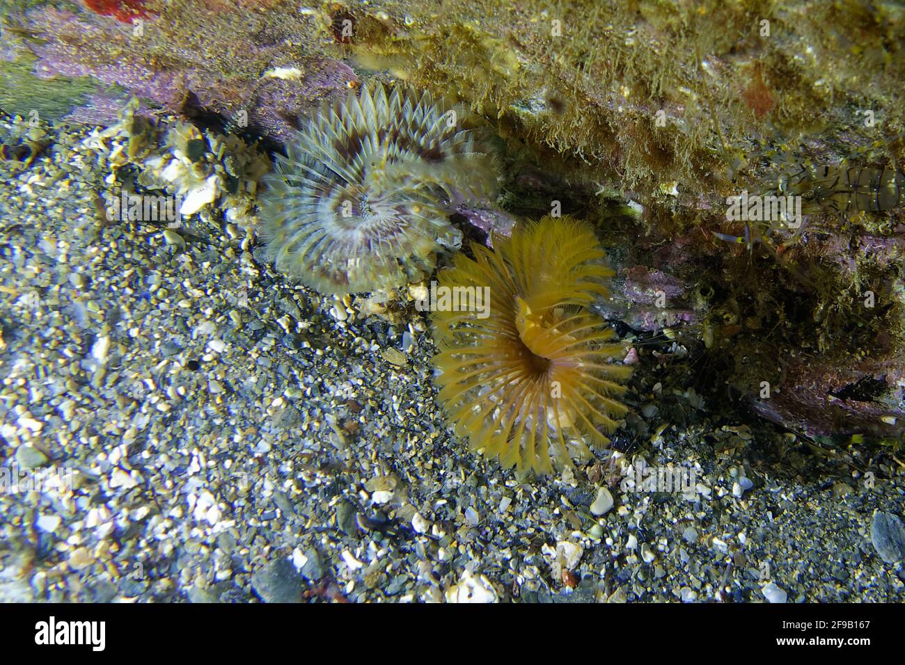 Two Fan worms (Megalomma vesiculosum) in Mediterranean Sea Stock Photo