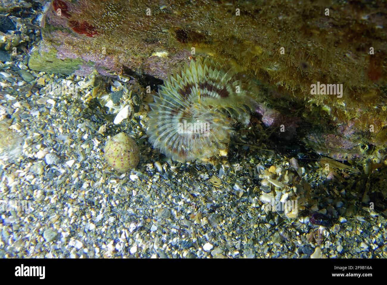 Fan worm (Megalomma vesiculosum) in Mediterranean Sea Stock Photo
