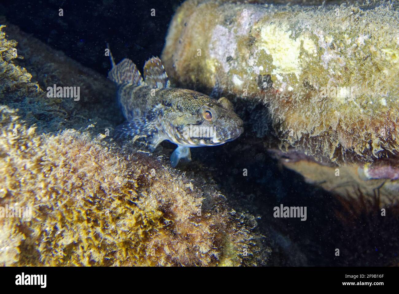 Rock goby (Gobius paganellus) in Mediterranean Sea Stock Photo