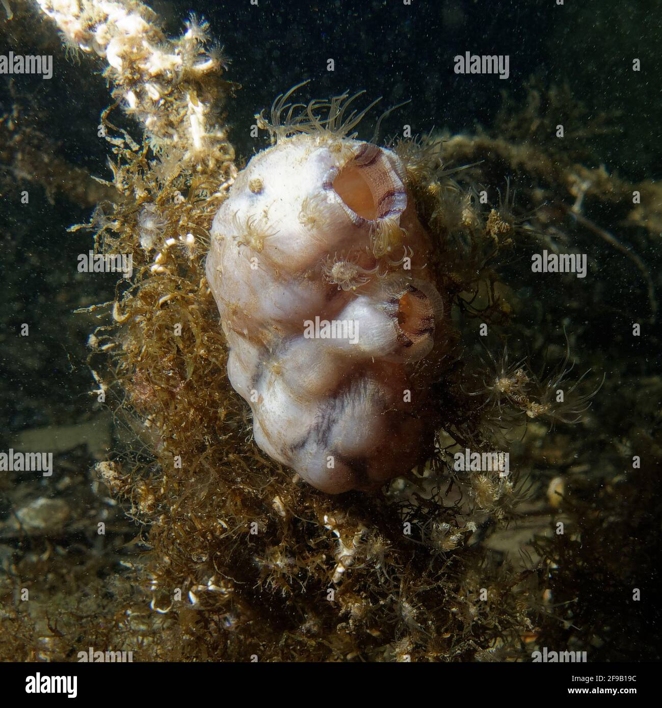 Pleated sea squirt (Styela plicata) in a Mediterranean coastal lagoon Stock Photo
