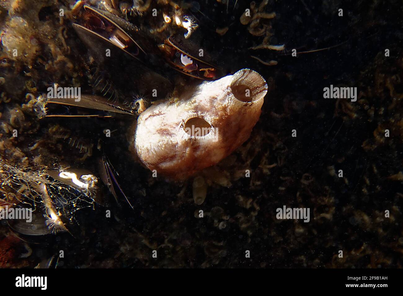 Pleated sea squirt (Styela plicata) in a Mediterranean coastal lagoon Stock Photo