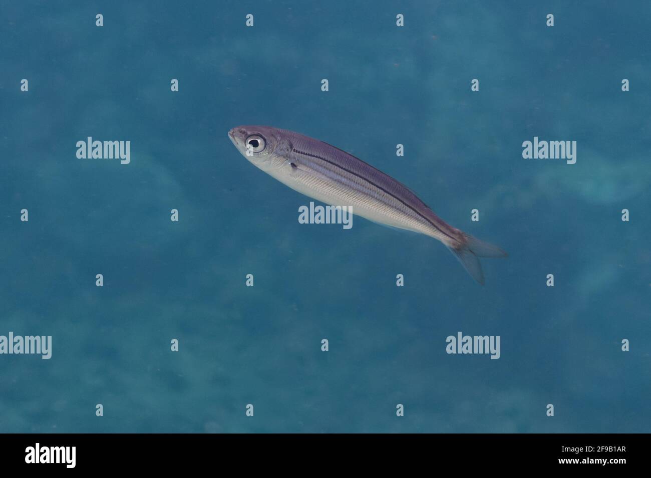 Juvenile Bogue (Boops boops) in Mediterranean Sea Stock Photo