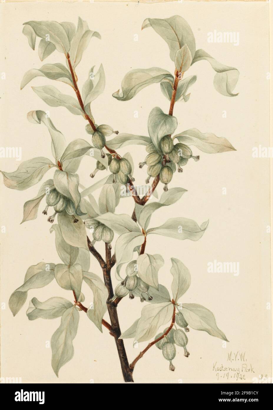 Silverberry (Elaeagnus commutata), 1922. Stock Photo