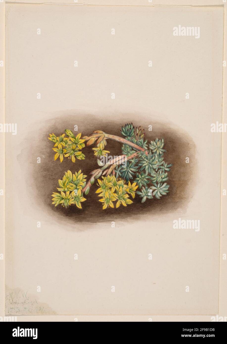 Yellow Stonecrop (Sedum stenopetalum), 1922. Stock Photo