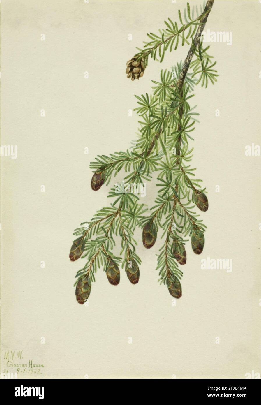 Western Hemlock (Tsuga heterophylla), 1923. Stock Photo