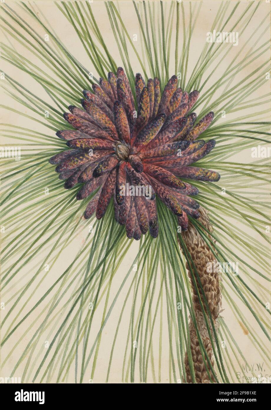 Longleaf Pine (Pinus palustris), 1929. Stock Photo