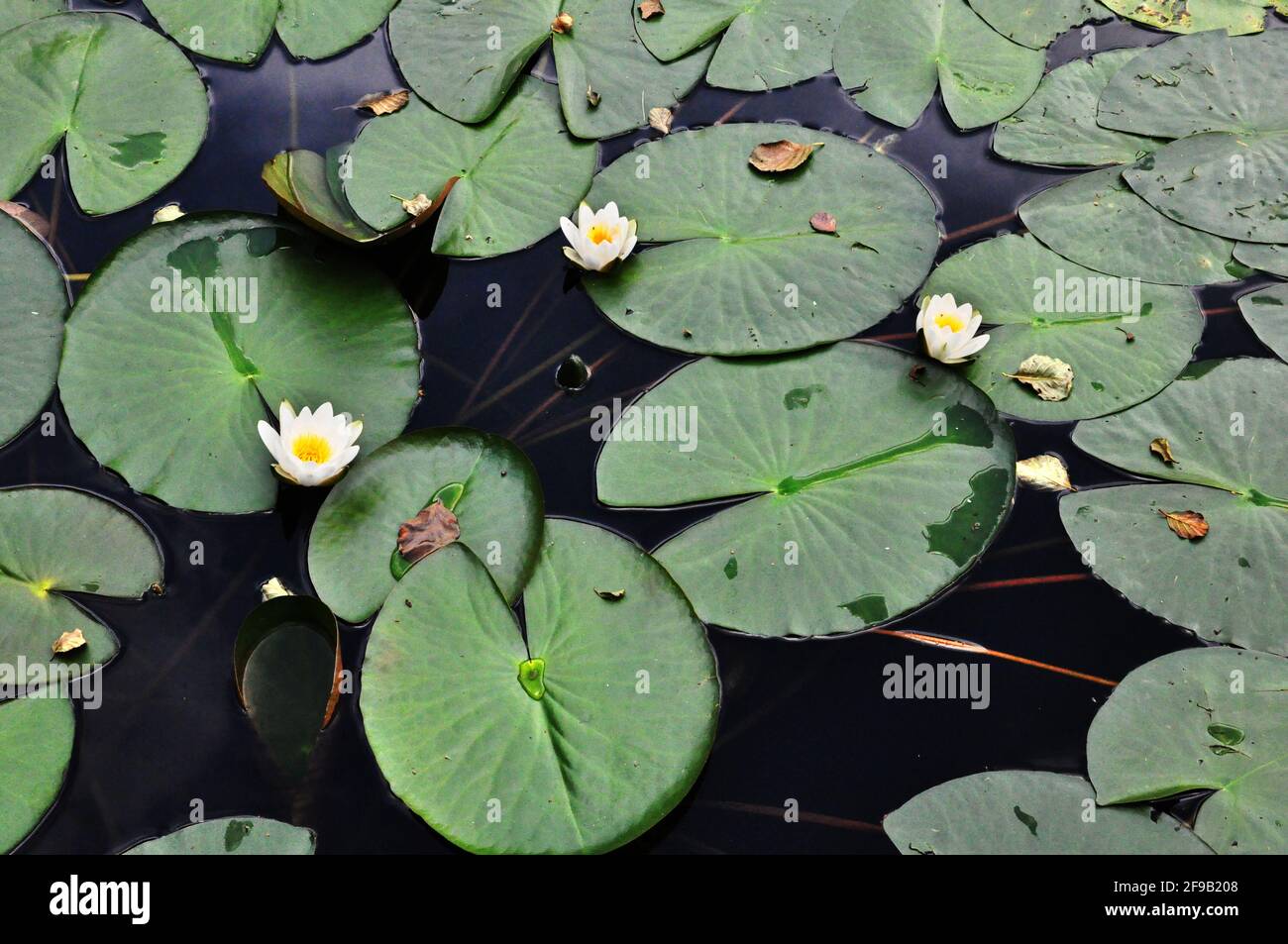 White water lily blooming Stock Photo Alamy