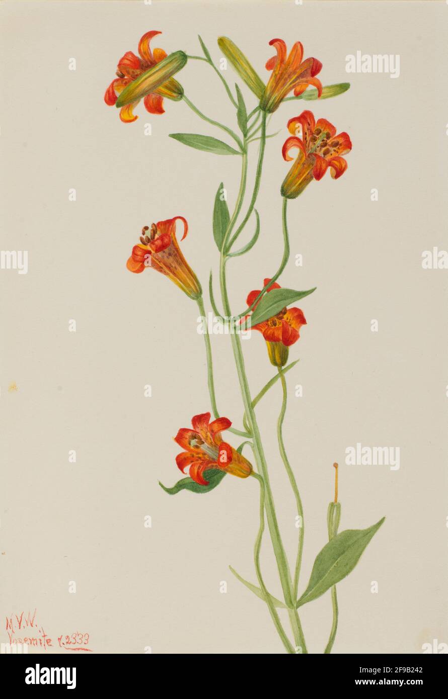 Small Tiger Lily (Lilium parvum), 1933 Stock Photo Alamy