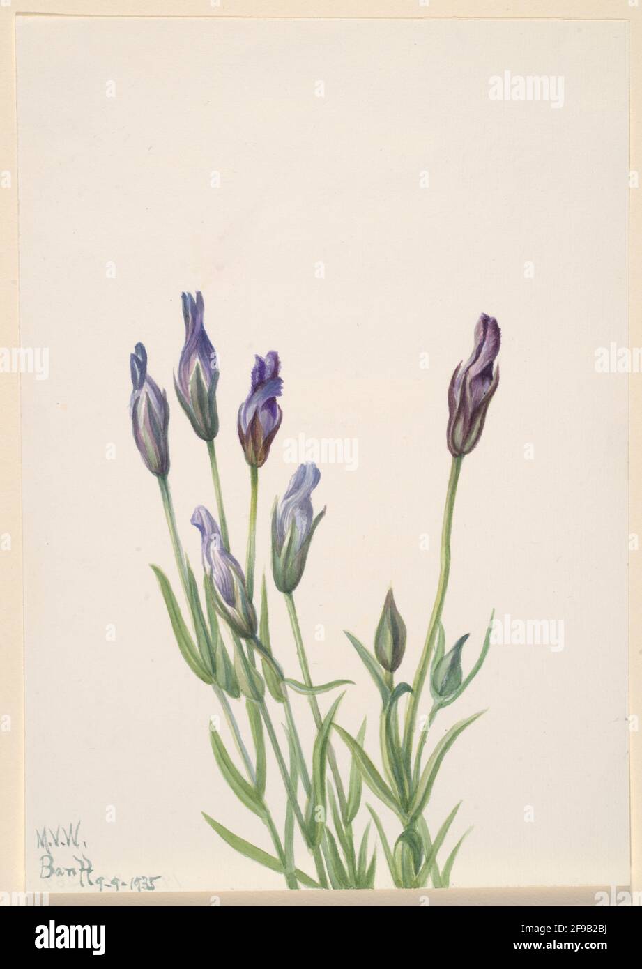 Gentian (Gentiana macounii), 1935. Stock Photo