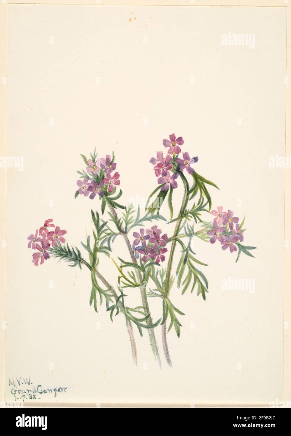 Vervain (Verbena wrightii), 1938. Stock Photo