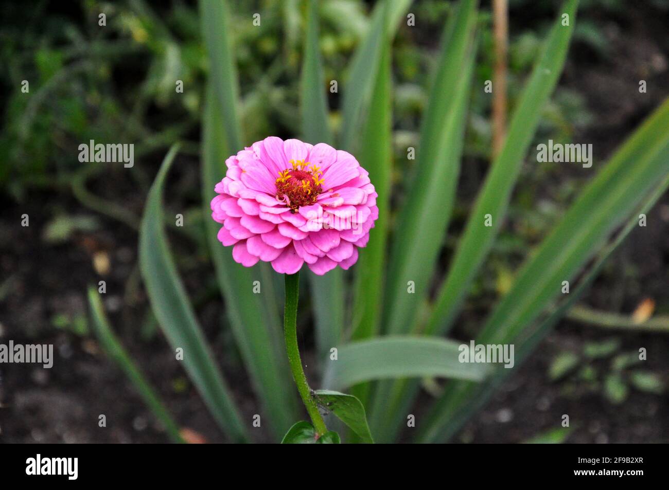 Flush Of Pink High Resolution Stock Photography and Images - Alamy