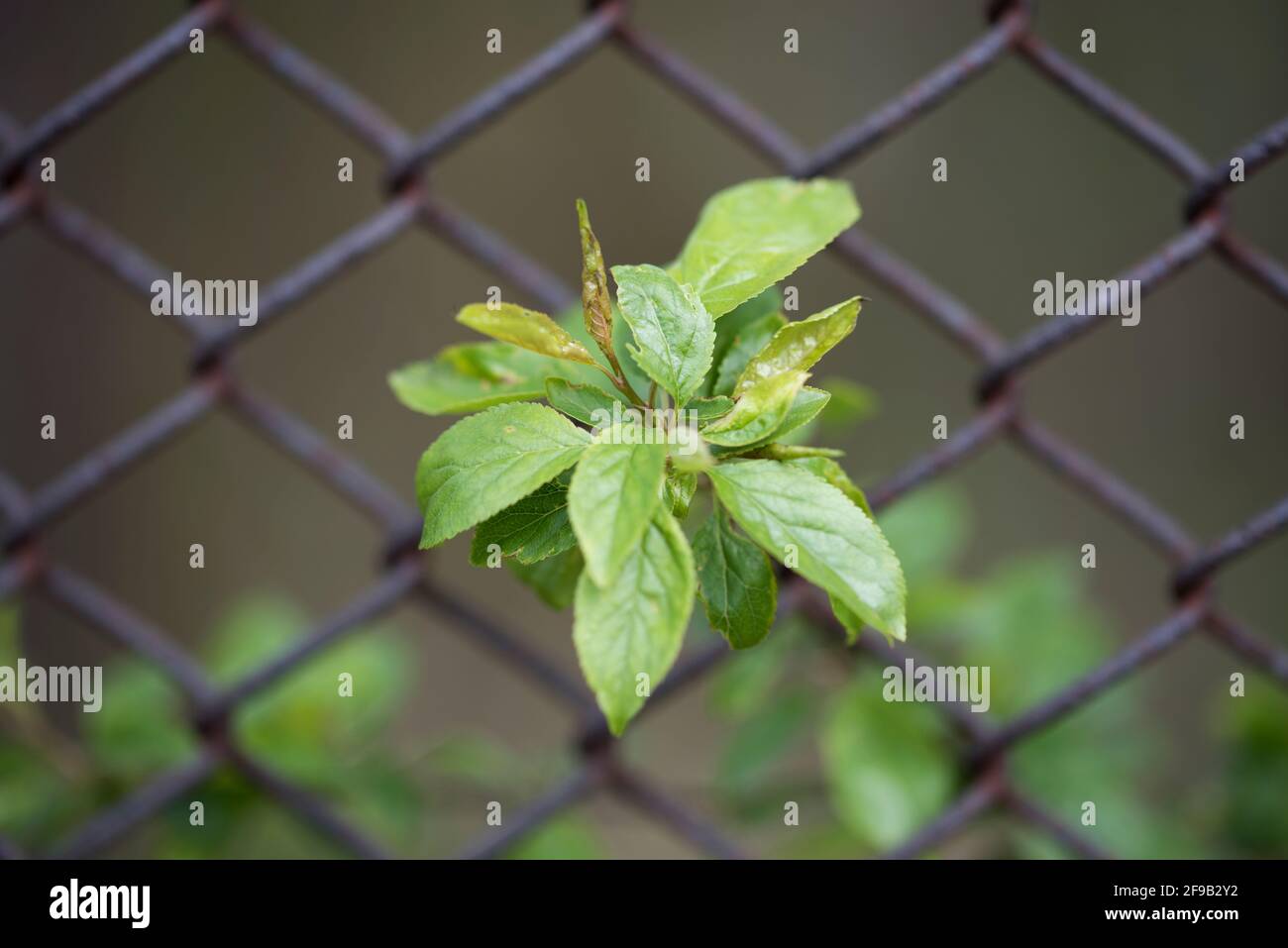 Green plant grows through an old wire fence Stock Photo
