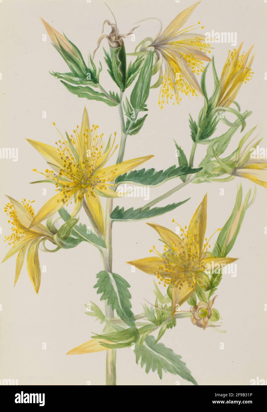 Blazing Star (Mentzelia laevicaulis), ca. 1930s. Stock Photo