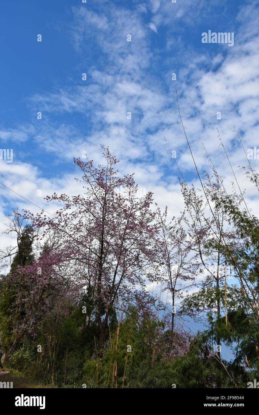 Cherry blossom trees with blue cloudy sky Stock Photo