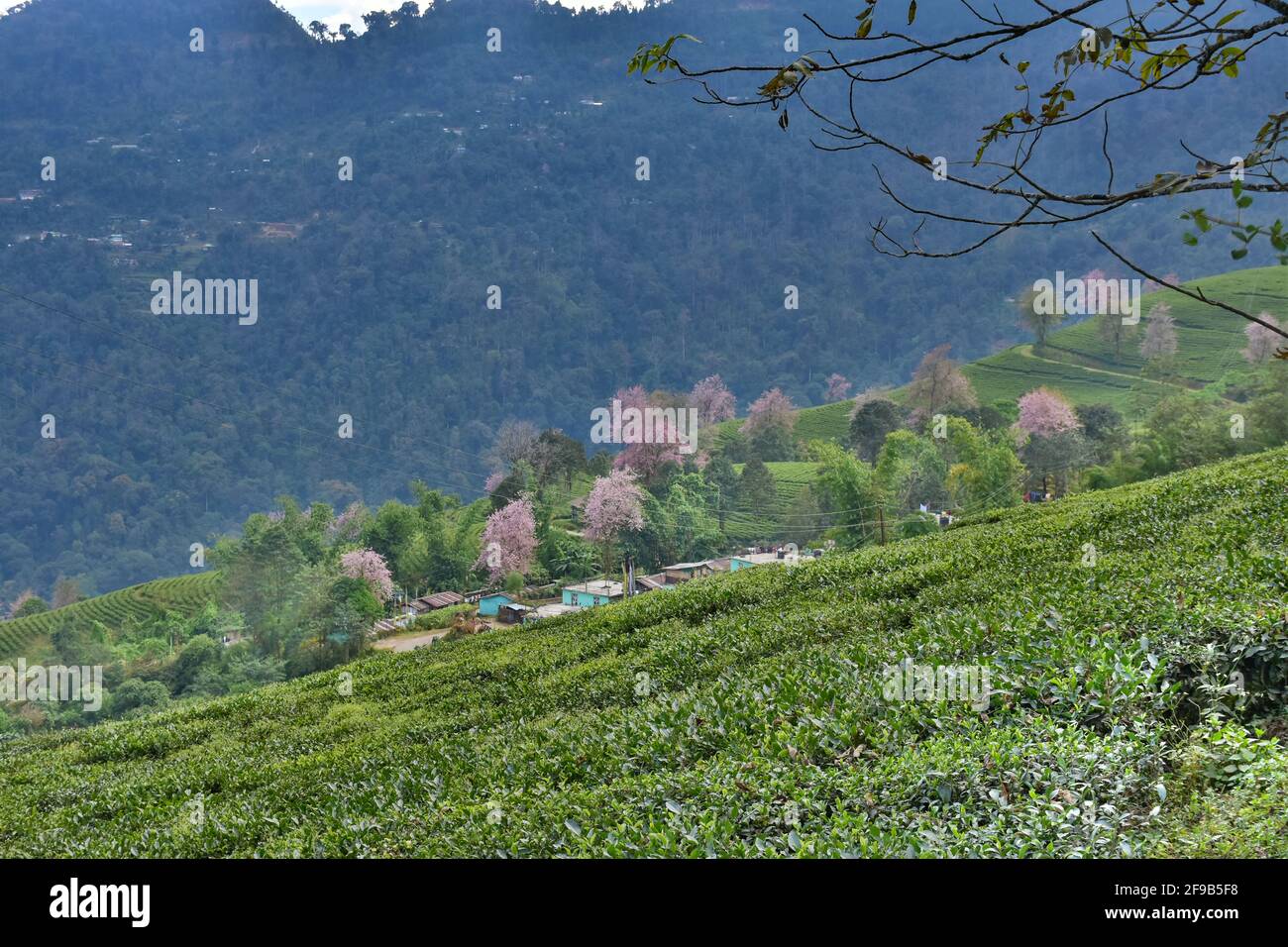 Temi tea estate hi-res stock photography and images - Alamy