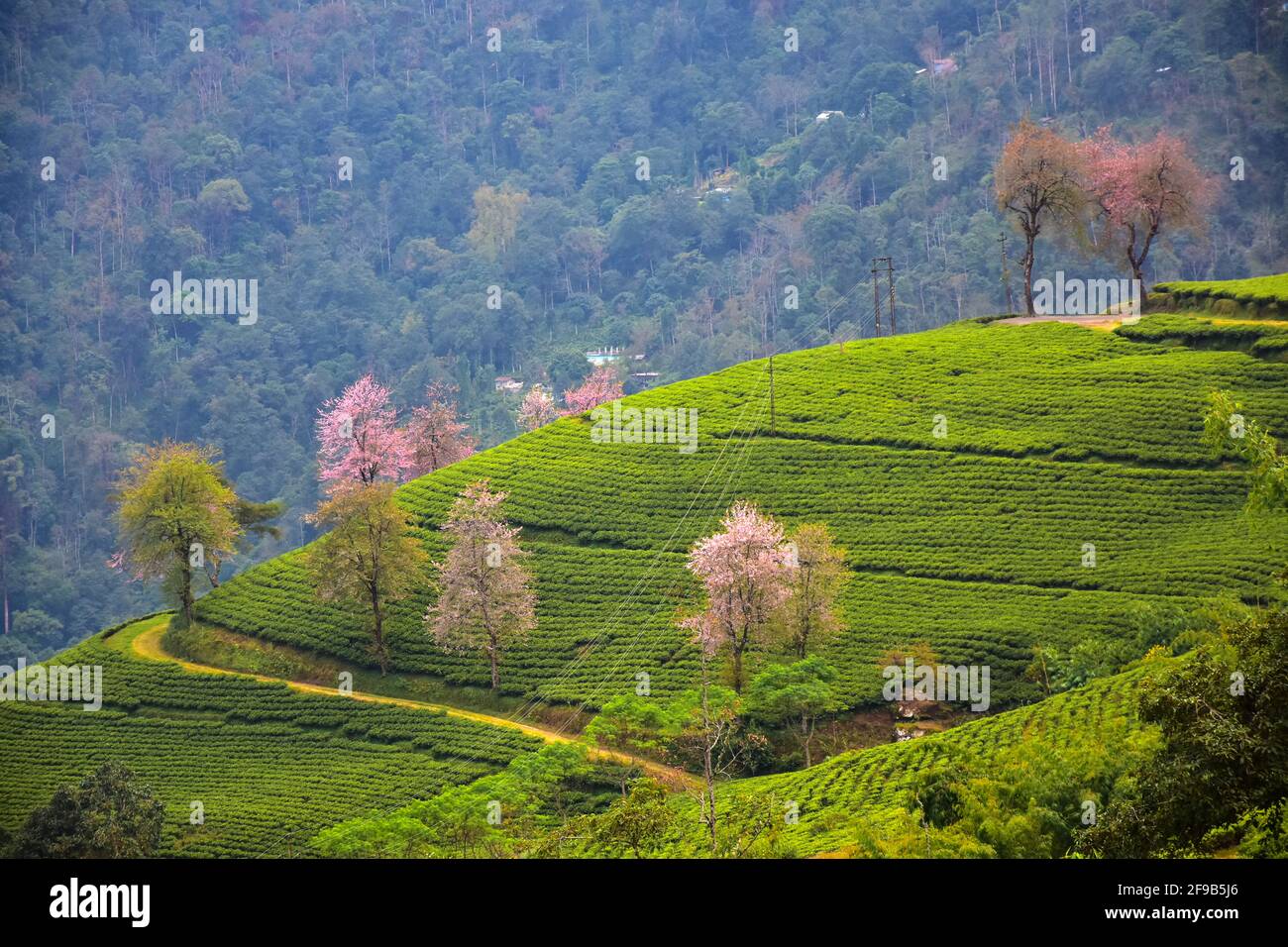 Temi Tea Estate Nestled in Ravangla.The Garden is one of the most