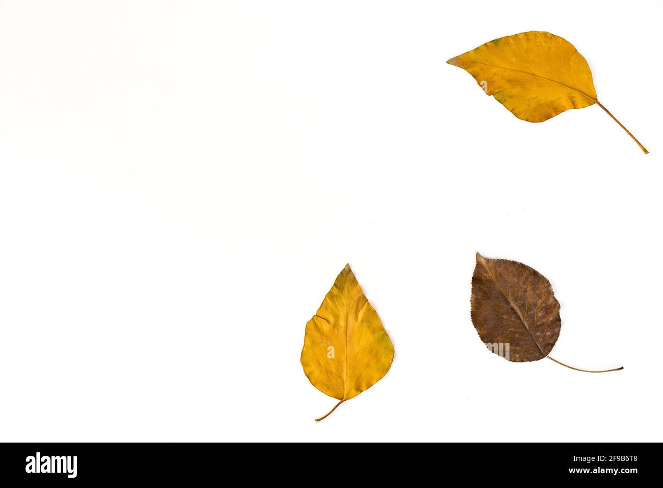 Top view of colorful autumn leaves isolated on a white background Stock ...