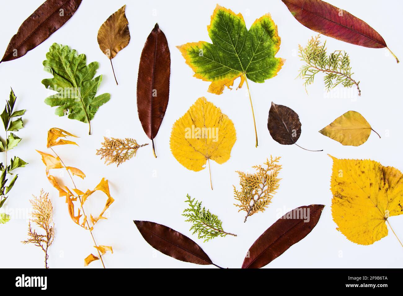 Top view of colorful autumn leaves isolated on a white background Stock ...