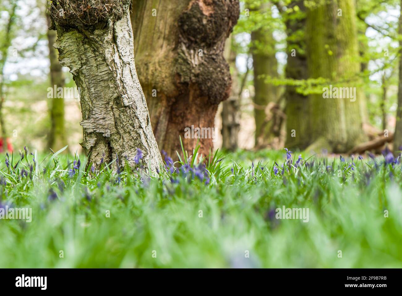Low perspective picture of the tree taken in a morning forest in England Stock Photo