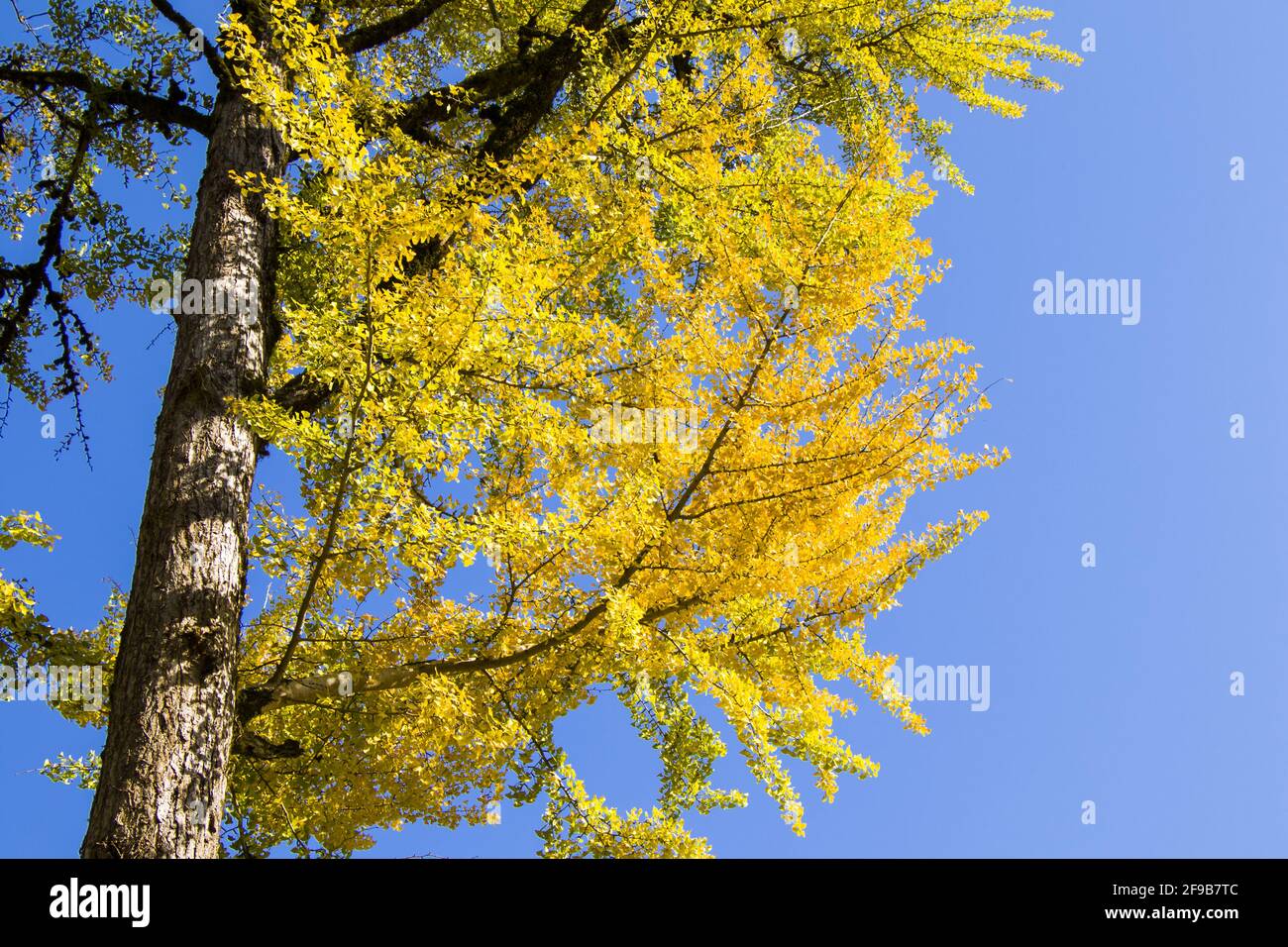 Natural view of autumn ginkgo Biloba leaves on a tree under a clear blue sky background Stock Photo