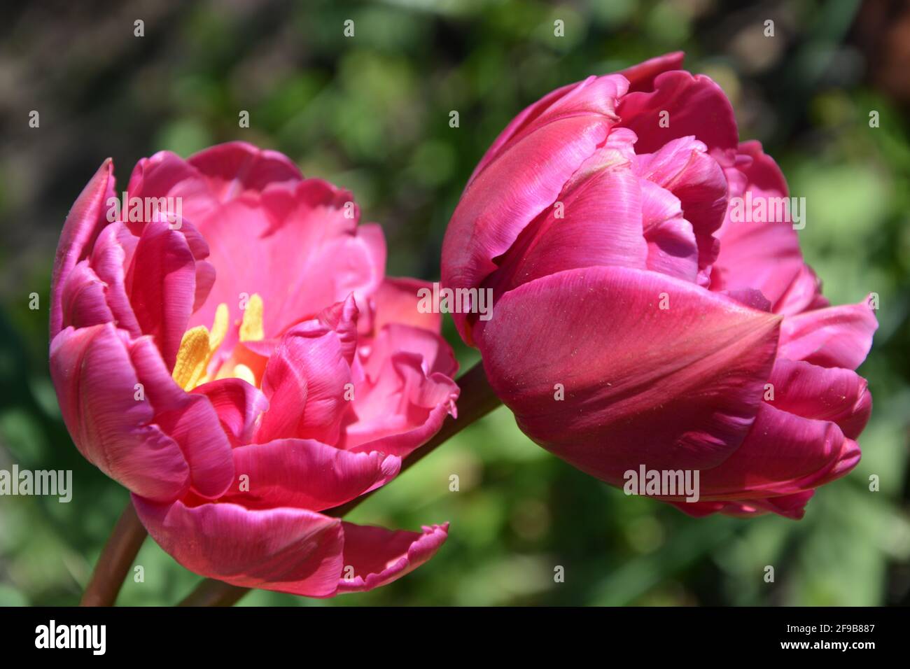 Tulip Red Princess High Resolution, Red tulips with rose petals, bright red tulips, close-up stock photo, DSLR Stock Photo