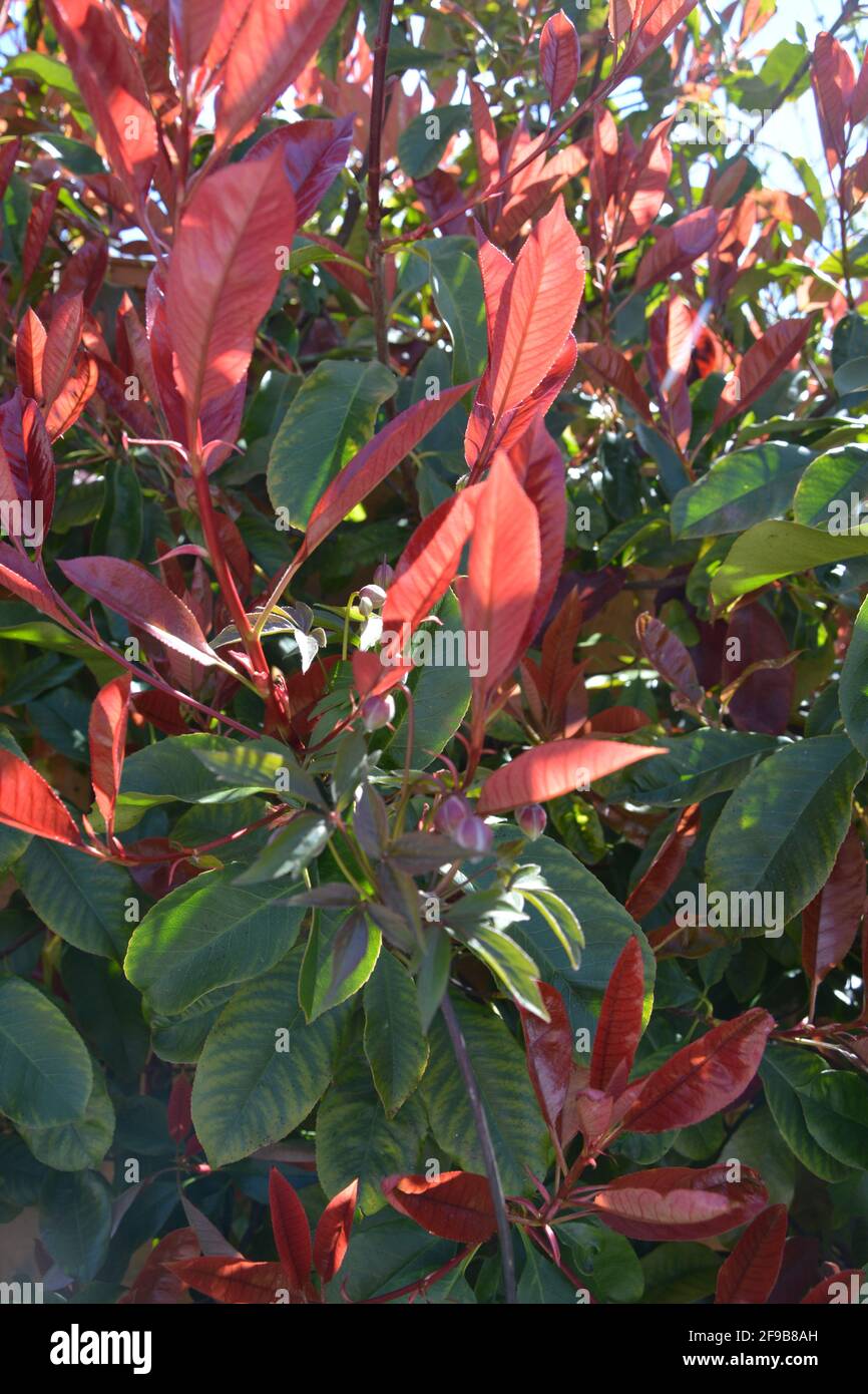 Common spring summer red and green nice complementary colours leaves in ...