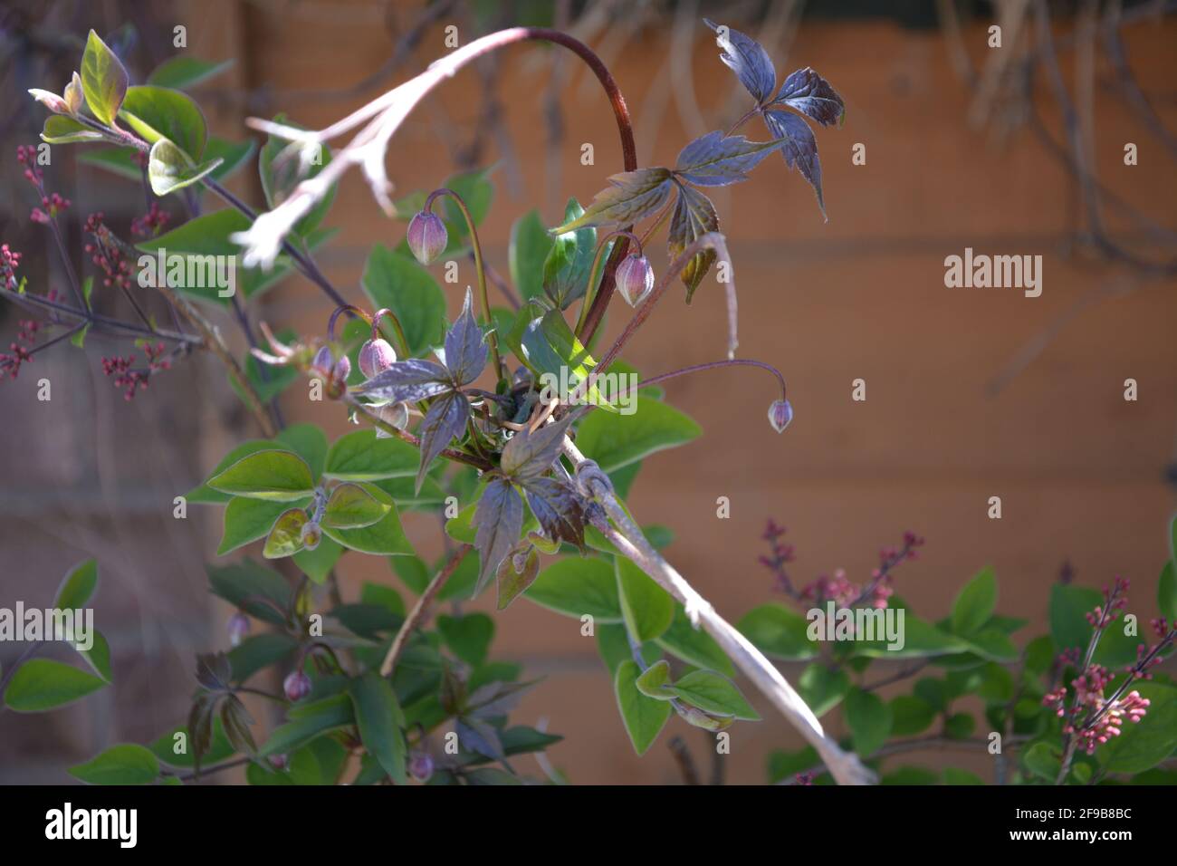 Anemone clematis, DSLR Stock Photo