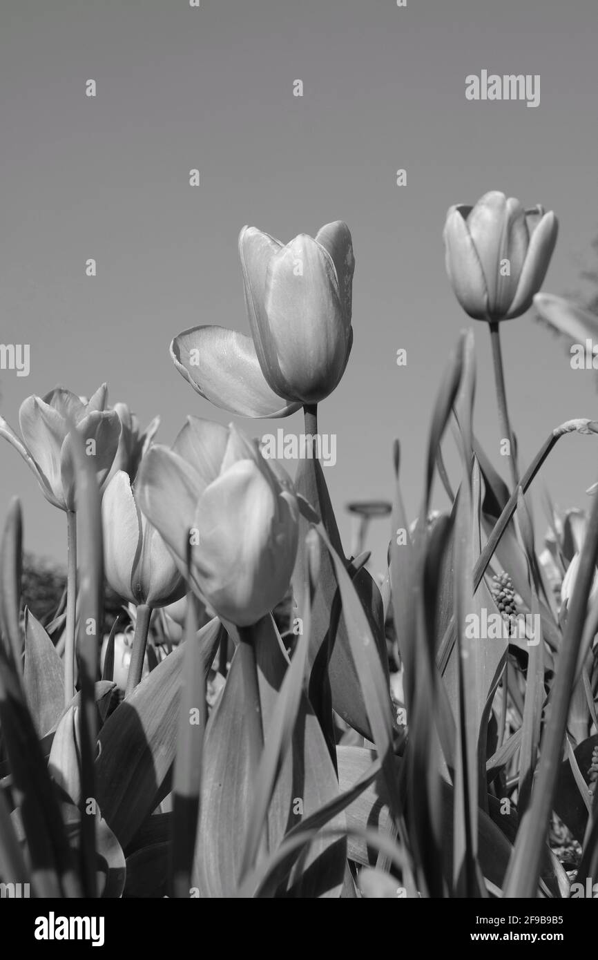 Close up of beautiful pink and white tulips and other colorful flowers with a blue sky in France in black and white Stock Photo