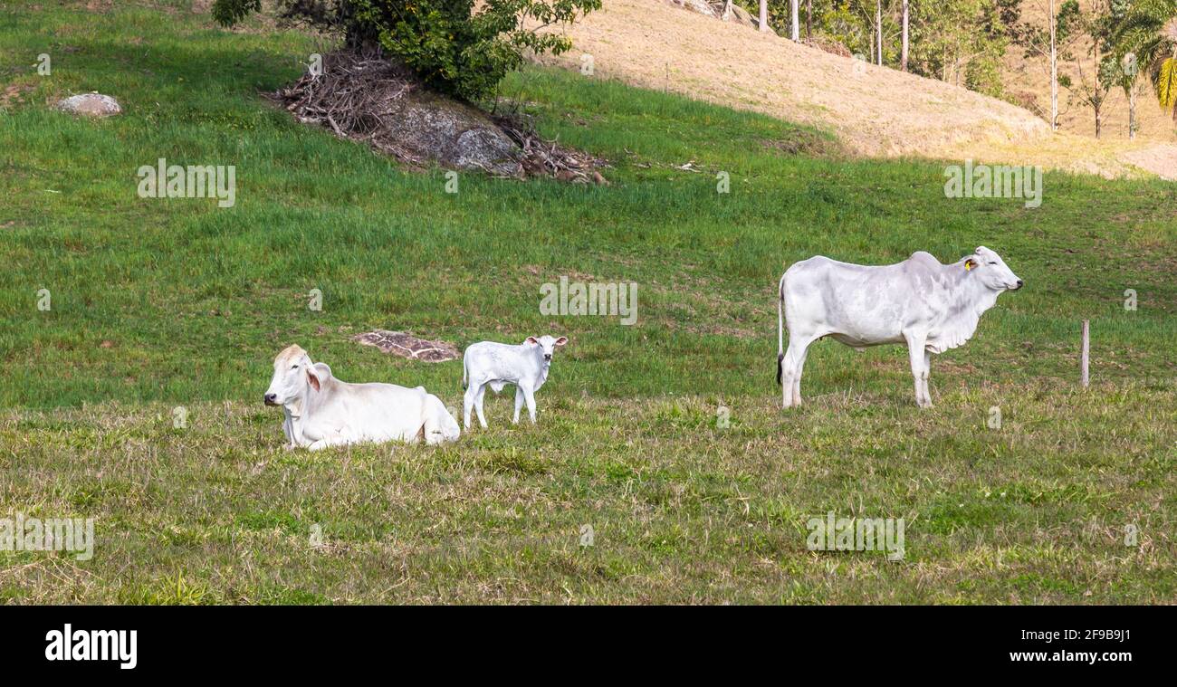 Saanen goat resting in a green meadow Stock Photo