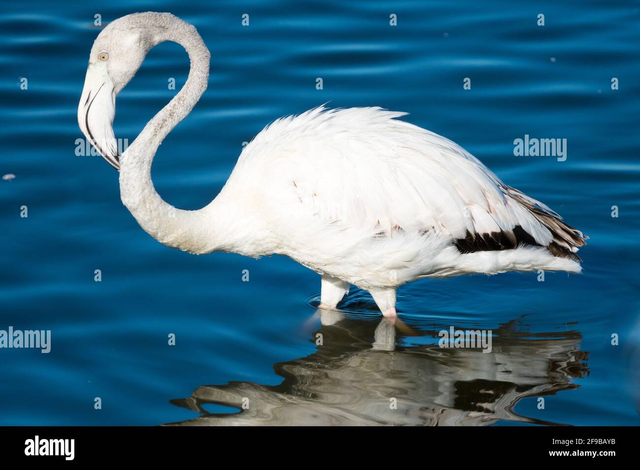 Greater flamingo (Phoenicopterus roseus) portrait closeup standing in water in the wild in Cape Town, South Africa Stock Photo