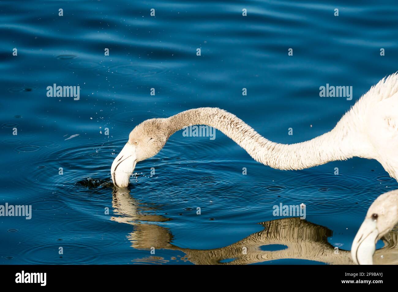 Greater flamingo (Phoenicopterus roseus) stretching long neck and head in water closeup in Cape Town, South Africa Stock Photo