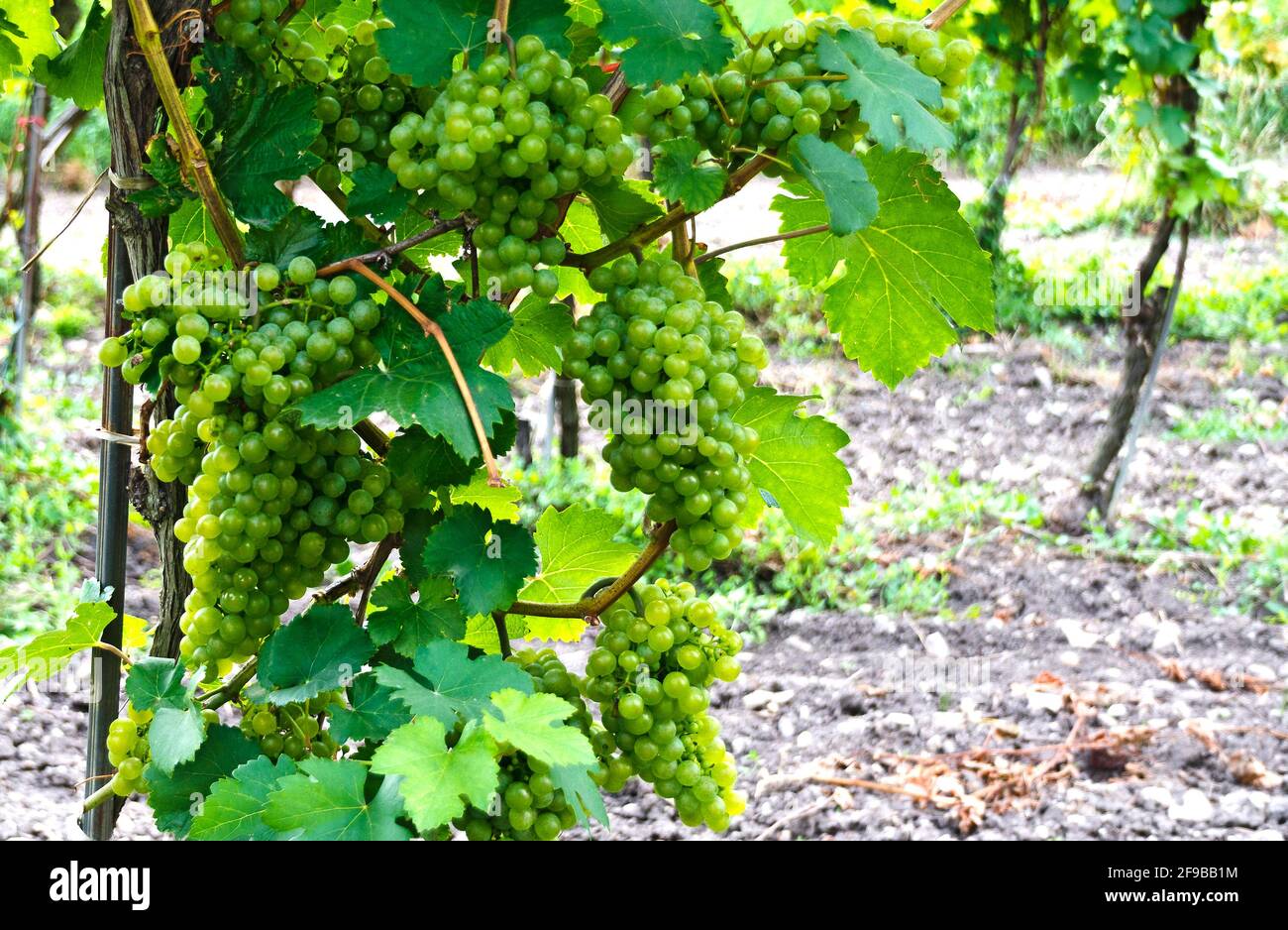 Spray of grapes hires stock photography and images Alamy
