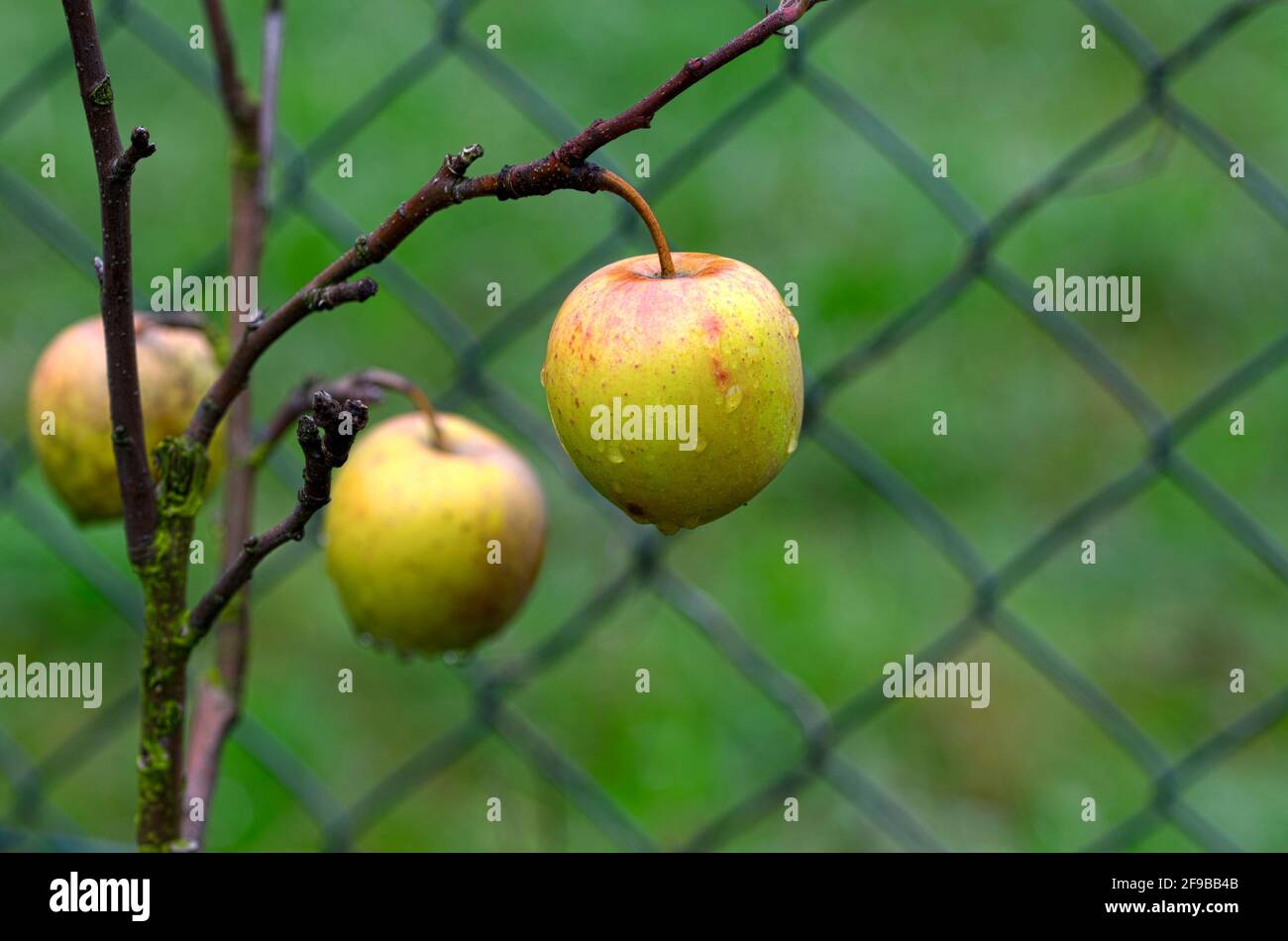 wet apple on a branch in front of a wirefence in autumn Stock Photo