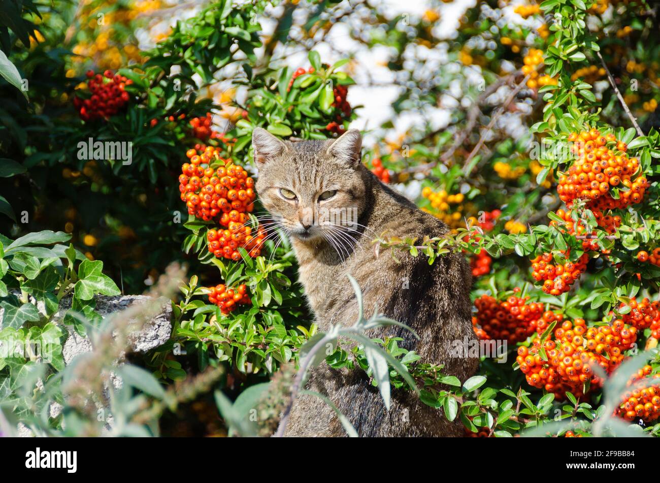 cat in a seabuckthorn bush with orange fruits at sunshine Stock Photo