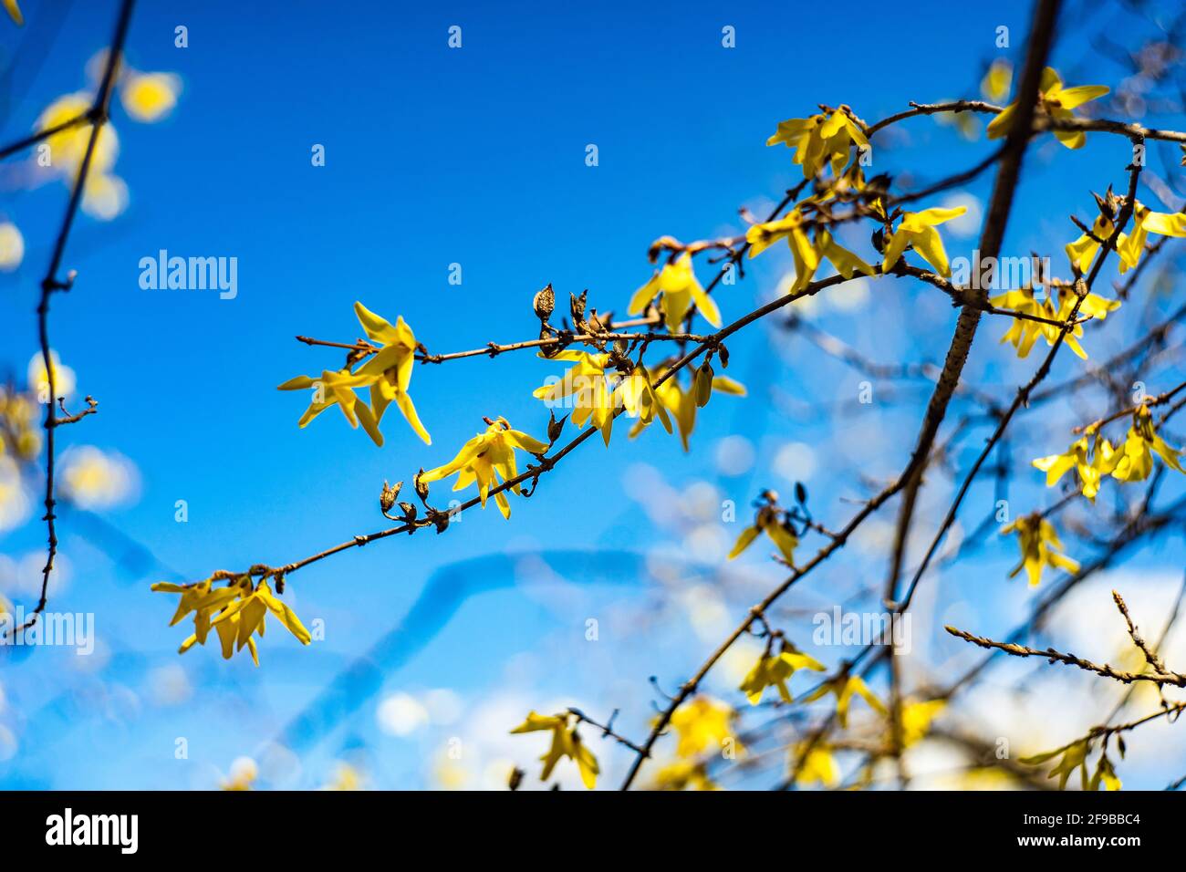 First yellow bell flowers of Forsythia on blue sky background Stock