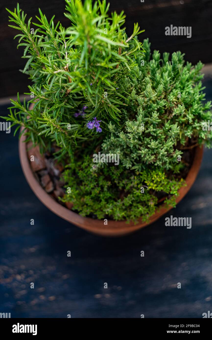 Spice herbs like rosemary in a pot Stock Photo Alamy